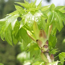 [충북농원] 가시없는 엄나무 묘목 / 실생묘 1~2년생, 실생/1년생/특묘