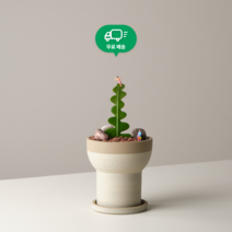 (1:1 식물케어) 모던한 손전등 화분 속 생선뼈선인장(피쉬본), 3. 화산석 (검정)