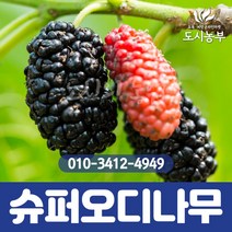 슈퍼오디/성목/R4/결실주/오디나무/1등묘/슈퍼오디나무/왕오디/오디/나무/묘목/도시농부