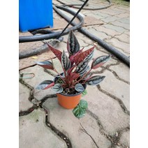 10~25cm 37 멘도자 페페 에덴로소 소품