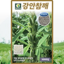 강안참깨 씨앗 외대 참깨 씨 종자 3000립