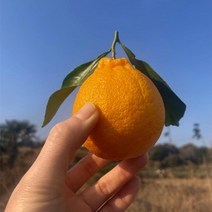 산지직송 청정 제주 명품 한라봉 3kg 5kg 가정용, 5kg 소과 (25~35), 1개