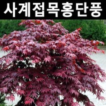사계접목홍단풍(블러드굿) 접목1년(뿌리) 1개/나무 묘목/활엽수/정원용