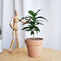 데일리가든 커피나무 인테리어식물 카페감성 거실화초 + 이태리토분