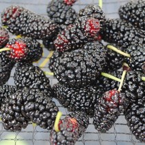 초록사랑 해풍맞고 자란 최상급 햇오디, 1개, 5kg