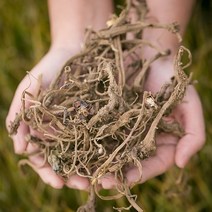 봉래종합약초 국산 머위뿌리 200g 10개입 박스/한방/건강/약초/약재 식품 > 건강식품 전통건강식품 기타전통건강식품/한방재료, 1″ class=”wr-img”></a></div></p></div></p></div></p></div><div class=