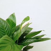 꽃파는농부 - 키우기 쉽고 하얀색 꽃이 피는 공기정화식물 스파트필름(큰사이즈)