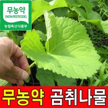 친환경 무농약인증 강원도 고랭지 생 곰취나물 1kg 2kg 곰취 1박스 산지직송, 1box