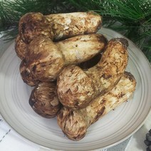 2023백두산(중국산) 생송이버섯! 자연산송이버섯! 추석선물, 2등급 1kg