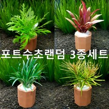 [수초몰] 랜덤 포트수초 세트 3개 / 초보자수초 자연수초 키우기 쉬운 수초 구피 새우 은신처 새우놀이터 나나활착 모스활착 수초전문 활착수초 음성수초 구피키우기 수초농장 수초맛집
