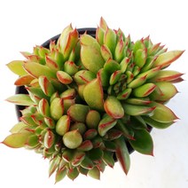 [나애다육] 론에반스철화(랜덤발송)