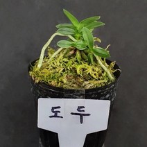 나라아트 난 도두 풍란 동양란 난화분