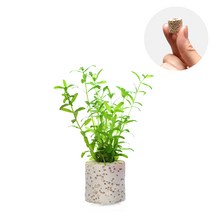 헬로아쿠아 모음)미니링포트 초보수초 수족관 어항장식용 수족관꾸미기, 25번) 미니링포트 펄그라스