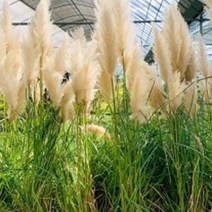 모종/팜파스그라스(흰색) 6치포트 R1322, 흰색 6치포트