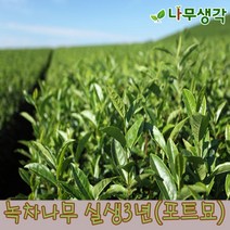 착한가격나무생각 녹차나무 실생3년(포트묘), 1개