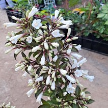 흰색병꽃 블랙앤화이트 19cm 화분 병꽃나무, 1개