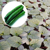 오이모종(5개), 5개