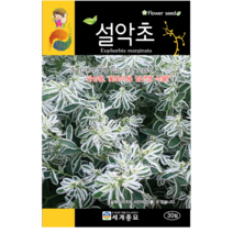루피너스 씨앗 30립 / 꽃씨 키우기 화단가꾸기