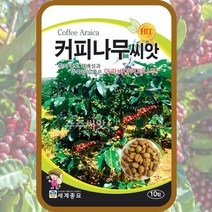 커피나무씨앗 10립/희귀씨앗 아라비카 나무