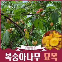 복숭아나무 묘목 결실주 3-4년생 백도 황도 천도(신비) 유실수 과일나무키우기 재배 수확, 백도 4년생