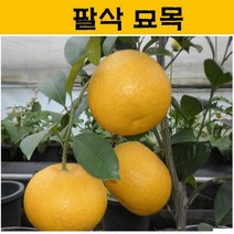 팔삭 묘목 4년생 JJ18