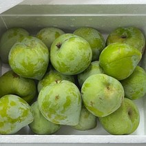 켈시자두 2kg(상) 영천 고당도 햇 청자두, 2kg상(24-30과내외)