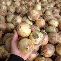 23년 양파 국내산 햇양파 작은크기 양파(소), 20kg, 1개