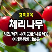 [경북농원] 체리나무묘목 신품종 자가수정 (라핀/레기나/좌등금/나폴레옹) 접목묘, 라핀(자가수정) 접목  중묘