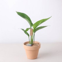 이태리명품 토분 34종 식물(화분선택), 꽃피는극락조, 클래식토분(받침포함)