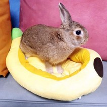 강아지 마약방석 쿠션 꿀잠 쇼파 침대 고양이 소형 강아지도넛방석 고양이자는곳 펫펫펫 강아지빈백 강아지유모