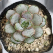 홍포도 다육이 진한 붉은 보라빛 키우기 쉬운 다육식물 랜덤81-15, 단품