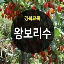 [경북농원] 왕보리수묘목.보리수나무묘목 특묘 판매중, 왕보리수나무묘목 상묘