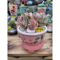 [다육소풍] 러우철화, 1개