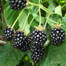 블랙베리 나무 묘목 블랙사틴 삽목2년 뿌리묘 1개