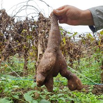 [산지직송] 안동 담백한 산마(중/상/특) 1kg 2kg, 특품 2kg