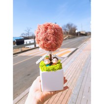 스칸디아모스 토피어리 화분 집들이 개업용 선물 캘리그라피화분, 핑크