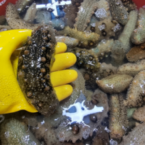 통영 산지직송 자연산 해삼 참해삼 제철 500g, 1개
