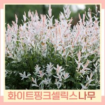 버드나무 묘목 오색버들 화이트핑크셀릭스 삽목3년생 뿌리묘 3개