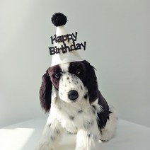강아지 고양이 벌쓰데이 생일 꼬깔 모자(화이트 폼폼이), One color