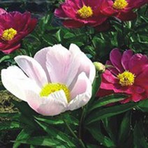 작약 구근 함박꽃 약용 씨앗 야생화 꽃씨 종자 100립 529EA, 본상품선택