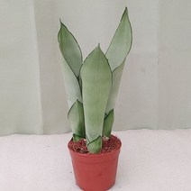 하늘꽃농원 문샤인 3촉 키우기 쉬운 식물 산세베리아