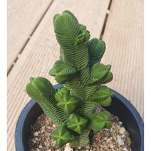 [수암다육] 피라미달리스 대형종 랜덤발송 Crassula pyramidalis 랜덤발송 다육 다육이 다육식물 523