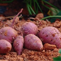 해남 산이 꿀고구마 특상 10kg 5kg 3kg 1박스 생산자 산지 직송, 특상 10kg (개당 120g~300g)