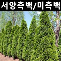 서양측백 미측백 나무 묘목 실생3년 포트묘 5개/정원/공원/조경수