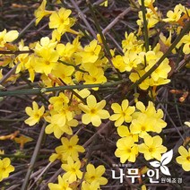 [나무인] 영춘화 개화주 포트묘 5그루, 5개