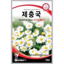 세계 제충국 씨앗 다년생 아스타 달마시안 살충제 국화과 봄 여름 가을 꽃씨 종자, 금잔화