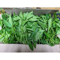 #가락시장 나물이네# 당일경매 고추잎 2kg/오후2시이전주문당일출고99%/주말 공휴일제외, 2kg