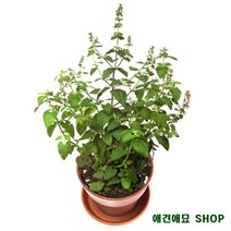 캣닢재배 화분세트 다묘집사 집냥이 고양이몰 새끼고양이키우기 펫가구 스크레쳐, 1개