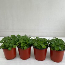 작은식물 추천 순위 모음 60