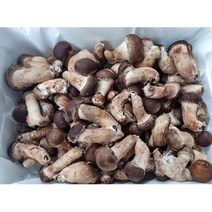 [자연산건송이송이버섯] 진심좋은 자연산 냉동 송이 버섯 자연 송이버섯, 1box, 3등급 500g